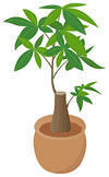 観葉植物 イメージ