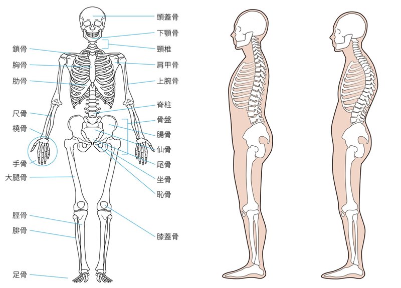 全身の骨の部位と説明・正面・後ろ・横